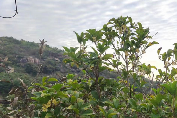 沈阳代理记账的全企业链服务 